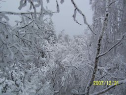 silvestr 2007